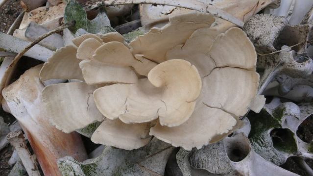 Smooth white cup sponge (Corallistes fulvodesmus) Ngawi 2014