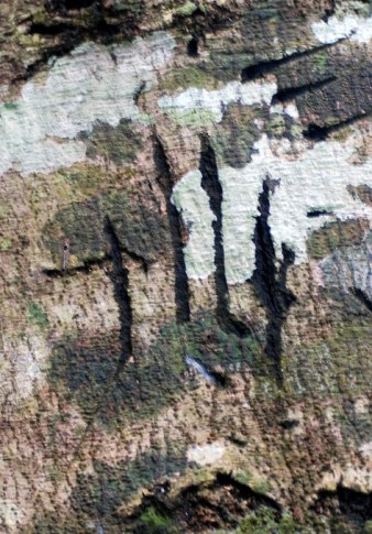 000 - Grafitti - Asiatic Black Bear Scratchings